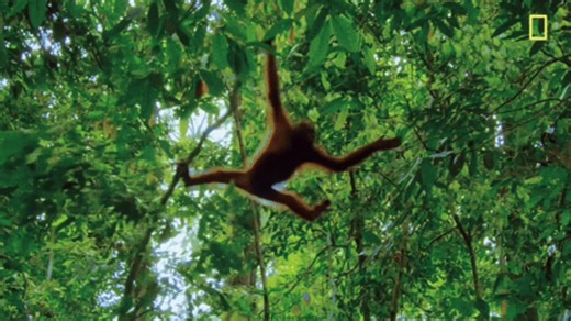 Explore Fascinating Facts About Monkeys