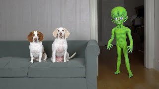 Dogs pranked by alien with superpowers in wild stunt