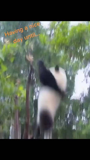 A panda falls out of tree #animal #panda #funny #fallingpanda