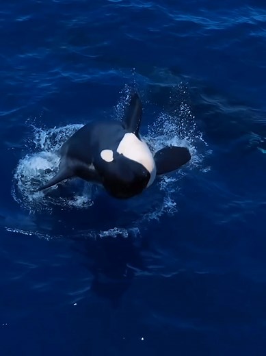 Exploring Orcas: Behavior and Biology in the Ocean
