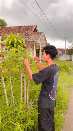 Mang Yan on Instagram: "DBor Sarapan Jukut #skate"