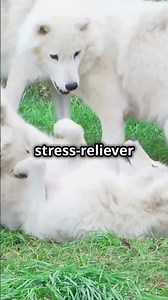 Discover the Wolf’s Pack Hierarchy