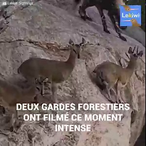Ces antilopes étaient encerclées. Une meute de chiens sauvages courrait derrière elles. Elles se sont réfugiées sur un rocher élevé, mais les chiens… n’ont pas lâché l’affaire si facilement. Ils allaient faire tout leur possible pour rapporter les antilopes pour leur dîner… | Le Kiwi