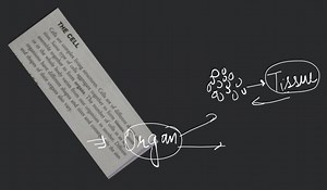 THE CELL Cells are complex living structures. Cells are of diff... | Filo
