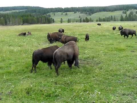 Yellowstone Bison in Mating Season