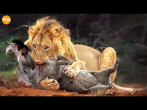 BRUTAL Moments When Male Lions Attacked Their Prey | Lion vs Human