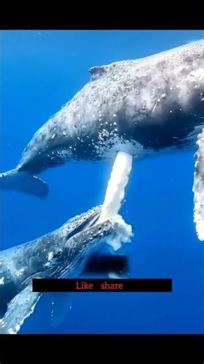 How whale baby drink milk in water ? #shorts