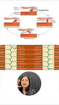 Sliding Filament Theory in 2 mins🤯| Mechanism of Muscle Contraction #neet #biology #study #shorts