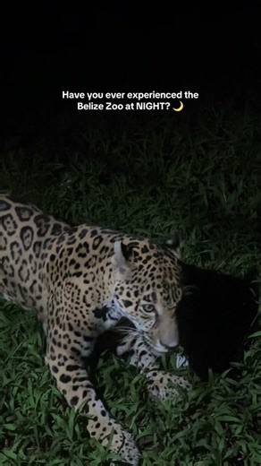 The Neotropics comes alive at night, and the Zoo is no exception. “The...