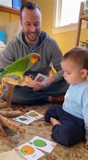 😂🦜 Parrots teach letters... and then give "career advice" to the whole family! #funny #shortsviral