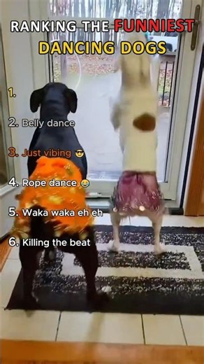 Ranking the Funniest Dancing Dogs P.2