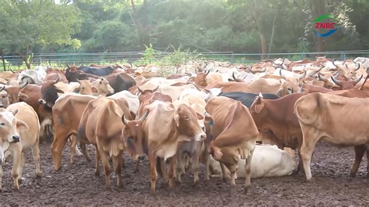 Cattle Numbers Rise at Mbesuma Breeding Centre (ZANIS) The Mbesuma Livestock Breeding Centre in Chinsali, Muchinga Province, has recorded notable growth in livestock production since 2025. Presidential Delivery Unit Monitoring and Evaluation Specialist TOBIAS MICHELO says the centre has increased its cattle population by about eight hundred and seventy-five. Mr. MICHELO says the growth is making a positive contribution towards the national goal of attaining a seven million cattle population by 2