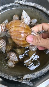 You Won’t Believe This Snail Shell Sound 🤯🐌 #ASMR