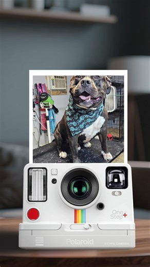 Dollhouse (@babydollshouse)’s videos with som original - angel