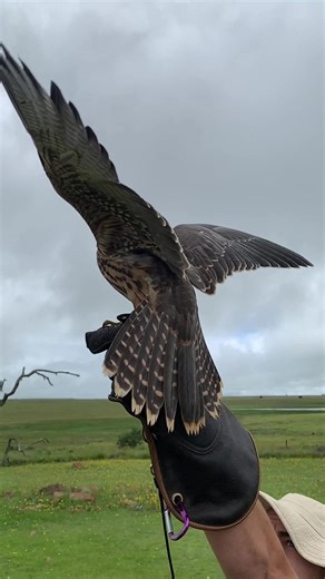 Griffin the Raptor: Rescue at the Bird of Prey Centre