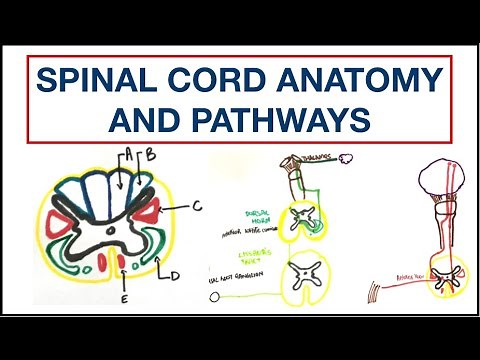 Spinal cord Anatomy and Pathways | Corticospinal | Spinothalamic | Dorsal column | USMLE | MCQ