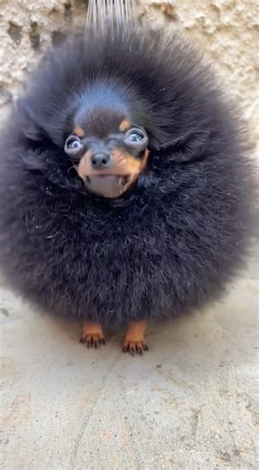 I gave the world's smallest PINSCHER its first bath! 😱🛁