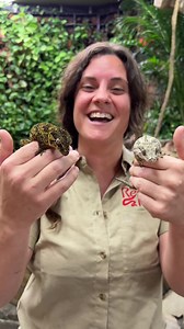 These Geckos look like little Gargoyles😳 | The Reptile Zoo