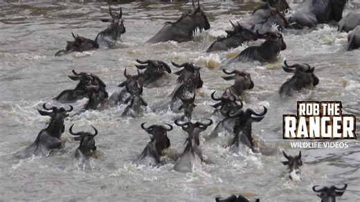 Great migration gnus cross Mara River in dramatic display