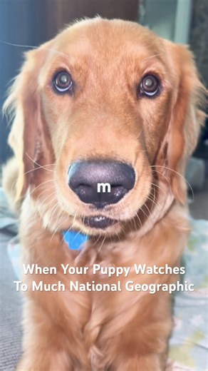 Puppy Thinks He’s Scary