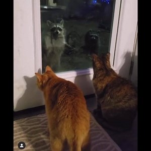 The Raccoons have questions. Video by @mayasokora #tonybakervo 10 Voiceovers Day #9. Disclaimer : No copyright intended All rights and credits reserved to respective owner (s) DM for @tonybakercomedy credits/removal | Tony Baker