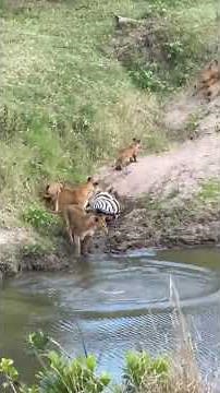 Leopard's Brutal Hunt Caught on Camera #wildlife #nature #predator
