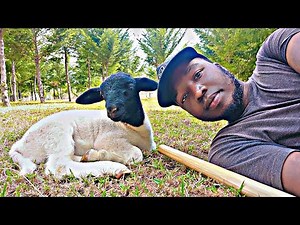 How We Dock Our Dorper Lambs | Essential Sheep Farming Tips