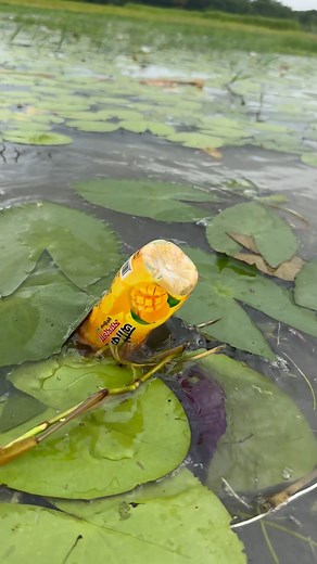 64K views · 156 reactions | Unbelievable Fish Catching Technique | Fishing & Village Tradition | Facebook