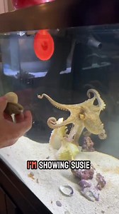 177K views · 2K reactions | Check out Susie, the playful octopus, solving puzzles and playing with lids instead of eating clams! 撚 Support our cause by buying cool Octo Rod T-shirts! #OctopusFun #PlayfulSusie #TShirtShop #exoticpets | JB Today | Facebook