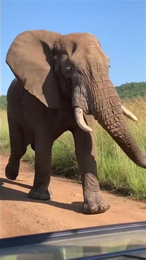 Amazing Discovery of Wild Animals | Rare Wildlife Facts & Jungle Creatures”