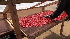 Solar drying of chillies