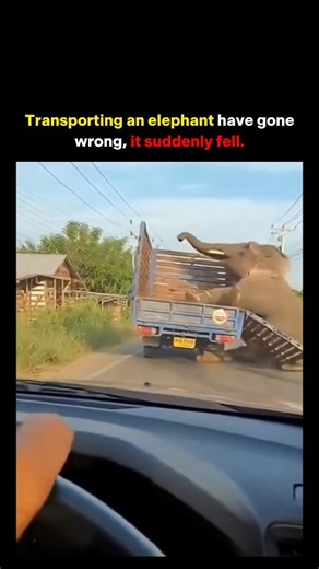 Wild Videos on Instagram: "A 10-second dashcam clip appears to show an elephant slipping off a transport truck, tumbling down an embankment, then standing up unharmed — framed online as a shocking real accident. But fact-checks later confirmed it wasn’t real at all. Investigations by PTI and The Quint revealed clear AI artifacts: the elephant’s legs visibly change positions mid-roll, and the truck’s speedometer stays frozen at 60 km/h even as the vehicle stops. Detection tools like Hive Moderati