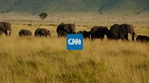 Wildlife advocates began testing an advanced system this spring to better identify and apprehend poachers. They say the technology has led to dozens of arrests that wouldn't have happened otherwise. http://cnnmon.ie/2glYdTn Via CNNTech | CNN Business