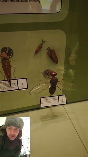 The World Museum Liverpool #21. Insects. Bugs Bugs Bugs!