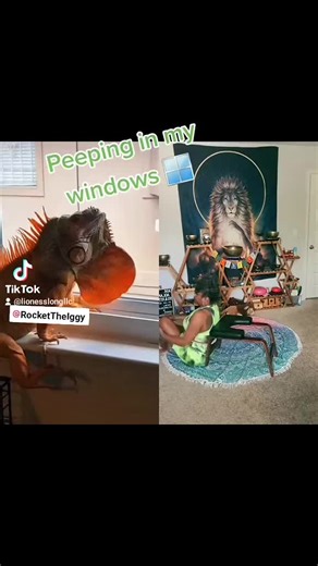 Window Peeping Happy birthday rocket @RocketTheIggy #dinosaur #window #yoga #takethedayoffchallenge
