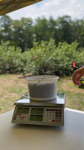 1.5K views · 25 reactions | What do you get if you have 3.14 blueberries? Blueberry PI! Thank you The Berry Bucket for letting us visit 𢡄 #RiceLakeRed | Rice Lake Weighing Systems | Facebook
