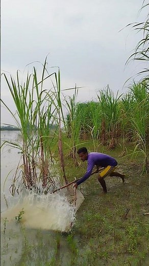 Drag-net fishing in the river is a unique experience #fishing