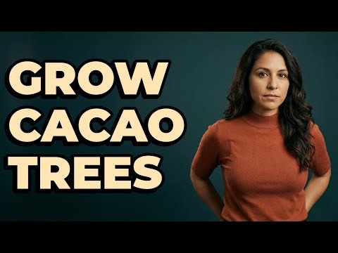 What Are The Steps To Propagate Cacao Trees?