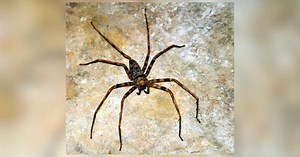 Quelle est la plus grande araignée au monde ?