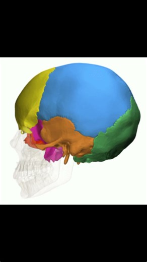 Axial skeleton💀 part2 #shortvideo #skeletalsystem #studyadda #focus #wellwishes ✨📖