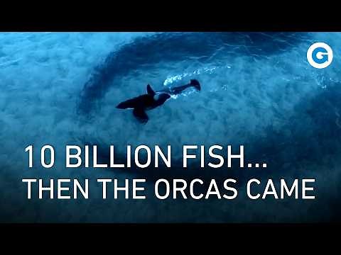 Orca Attack: 10 Billion Herring Under Siege in Norwegian Fjord! | Full Documentary