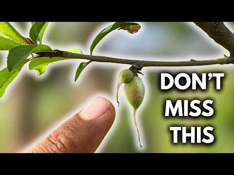 Peach Flowers Turning Into Fruit? Do This Immediately!