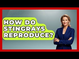 How Do Stingrays Reproduce? - The Marine Life Explorer