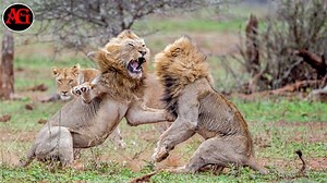 850K views · 13K reactions | Brutal Fights When Tiger, Lion, Cheetah kills Their Own Kind | Animal World Us | Facebook