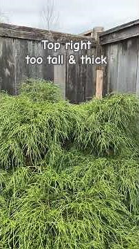 Part 1 - Improve Shape For Thread Leaf False Cypress - February 2026