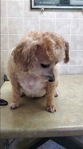 Havanese dog breed before & after grooming transformation, #5 & #3 3/4 blades and scissors