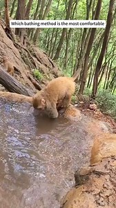 Help monkey in your region and don't talk negative to people who helper #monkey #babymonkey #animal | Monkey Kid