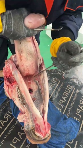 Bovine tongue root separation surgery: Precise cutting of tongue meat and laryngeal bone.