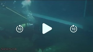 Sand tiger attacks scuba diver (gory)