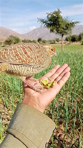 Desi Teetar Wild Field Voice | Partridge Sounds#desiteetar #partridgesounds #wildbirds #naturevibes